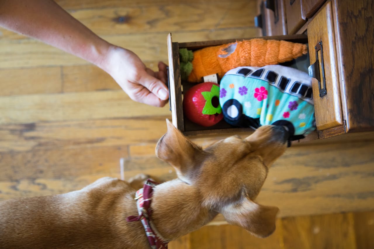 Ящик с игрушками для собаки