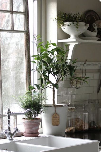 Комнатные цветы и растения в интерьере квартиры и дома, 30 + фото